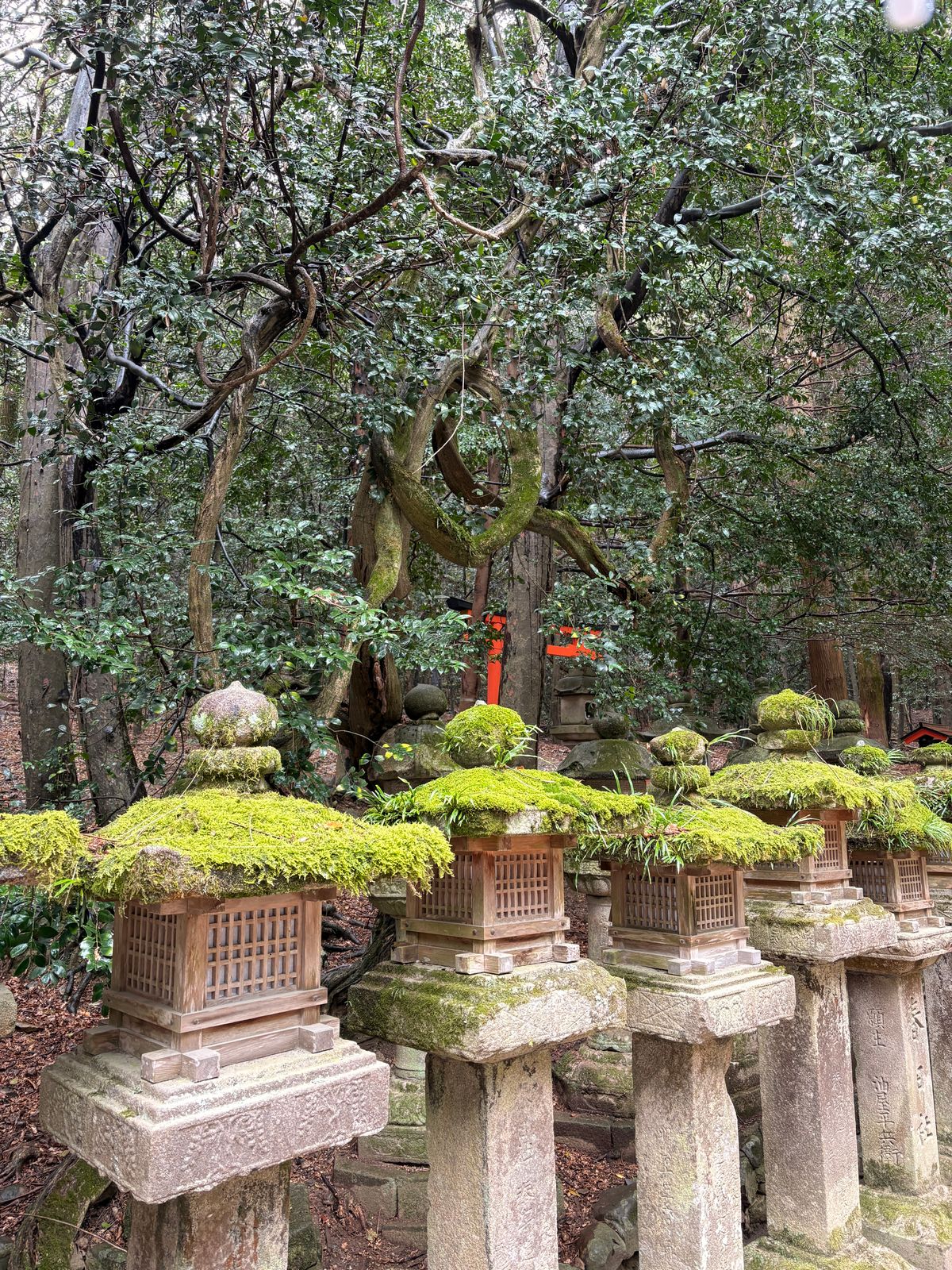 苔むした石灯籠が並ぶ神社の参道のイメージ