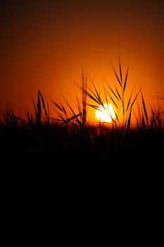 Vibrant orange sunset behind silhouetted tall grass for a serene natural scene.