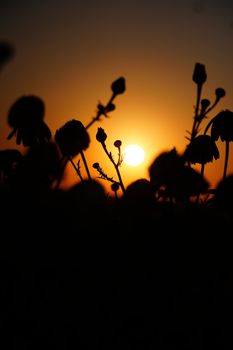 Silhouetted wildflowers create a striking scene against a vibrant orange sunset.