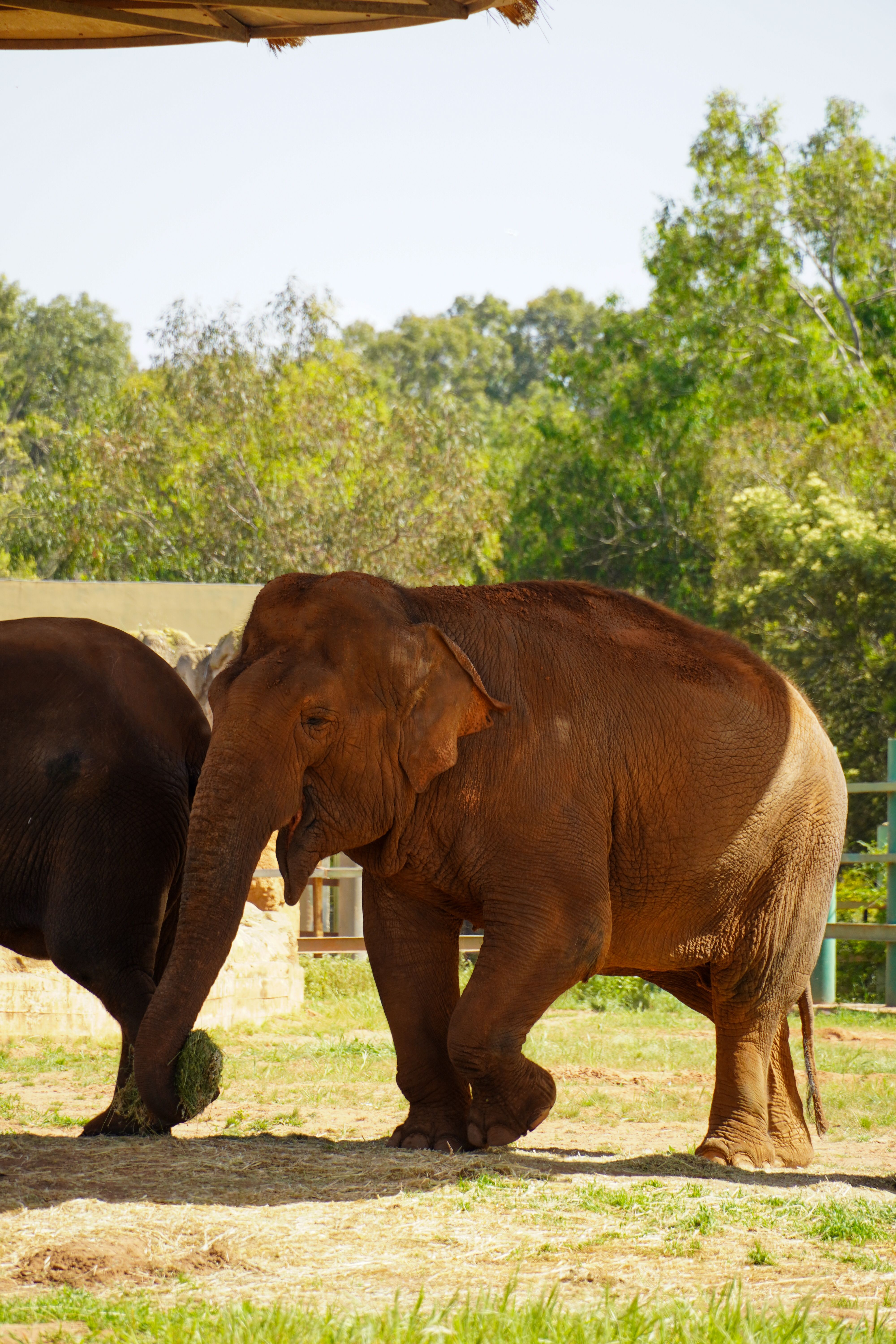Two Asian elephants roam in a bright outdoor sanctuary surrounded by green foliage.