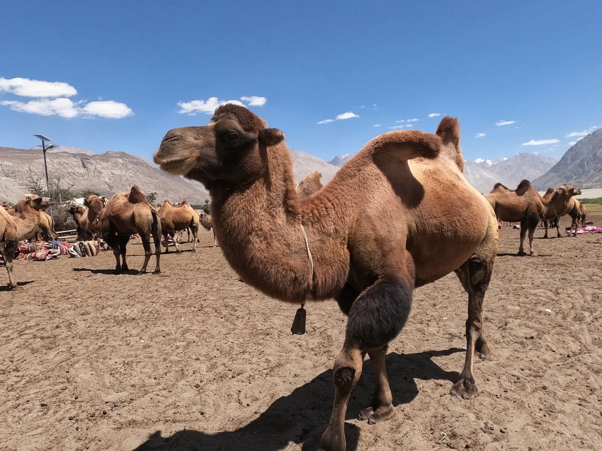 Nubra Valley Two-Day Private Tour from Leh