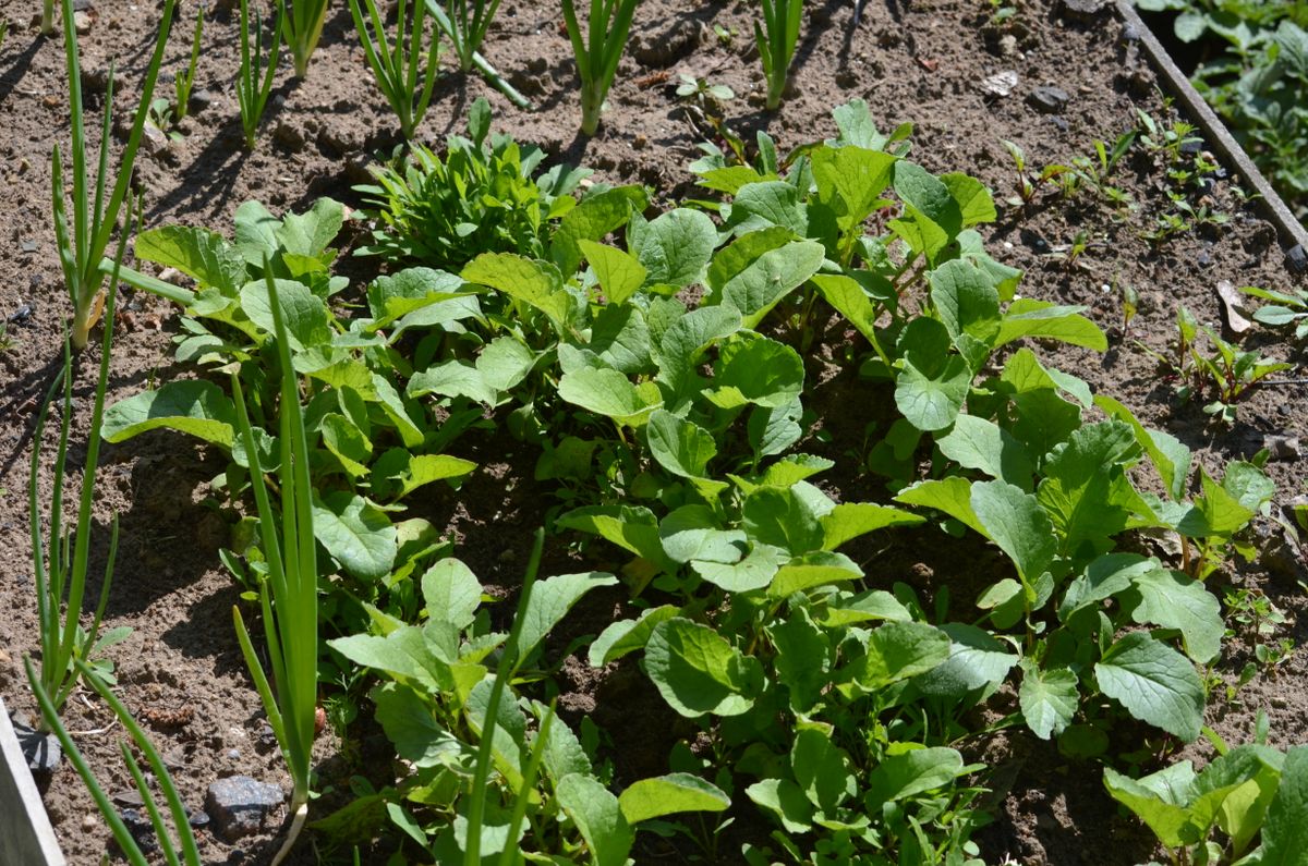 Vertical Farming Solutions for Ruaraka Residents — Green Revolution Farmers