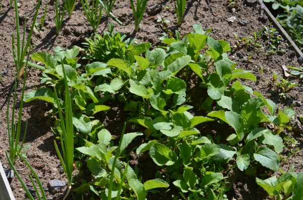 Vertical Farming Solutions for Ruaraka Residents — Green Revolution Farmers