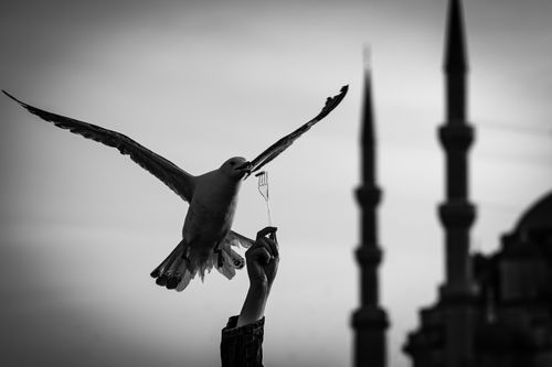 Free A seagull captures food from a hand with İstanbul's iconic mosque silhouette in the background, in black and white. Stock Photo