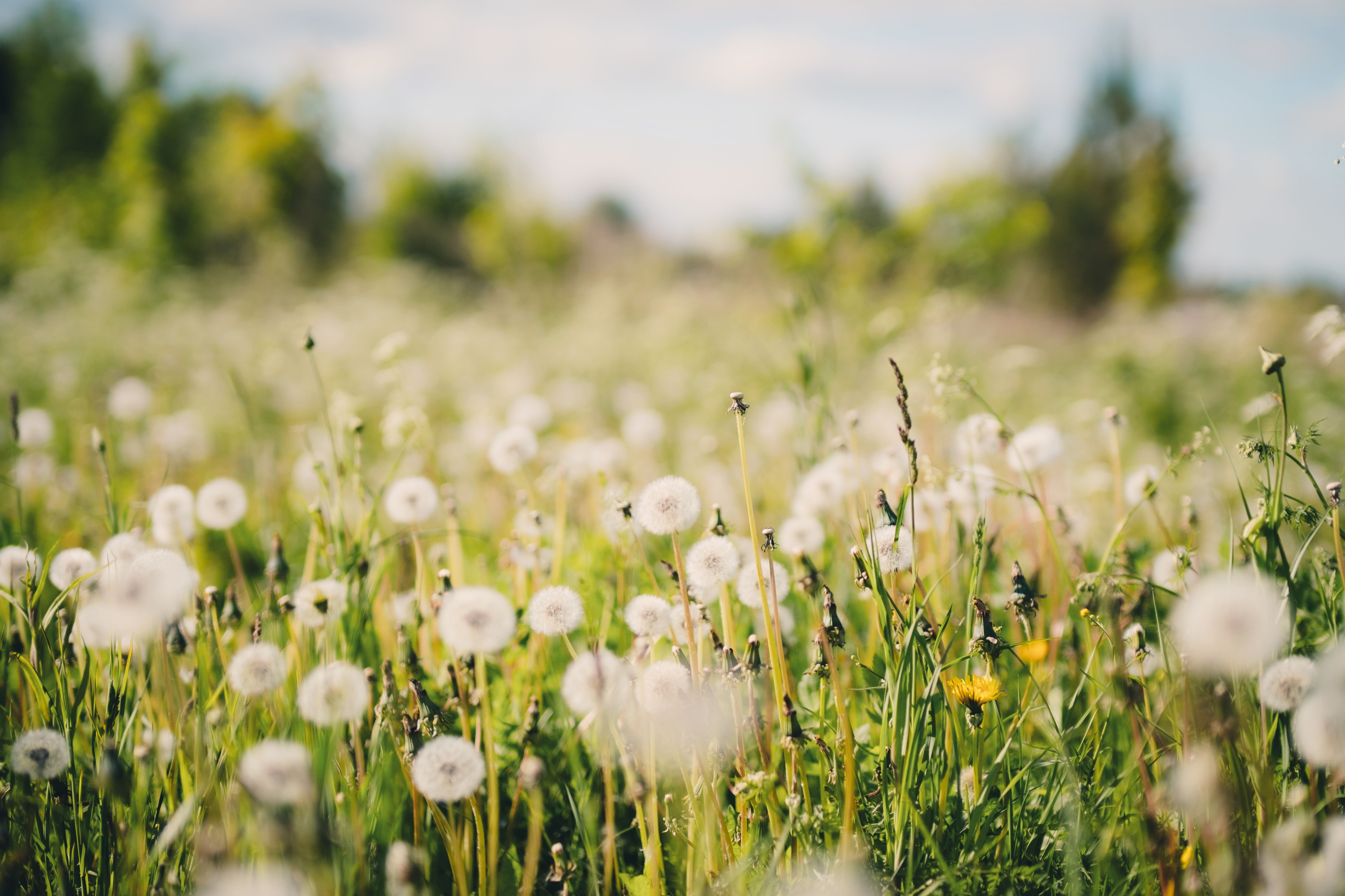 Bright and tranquil spring meadow full of dandelions in bloom, capturing the beauty of nature's rebirth.