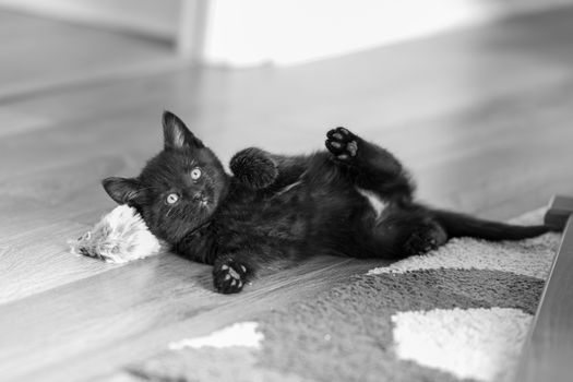 Adorable black kitten playing with a toy while lying on a carpet indoors, captured in a warm, candid moment.