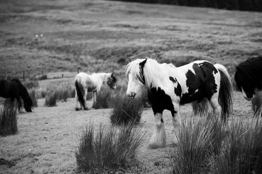 Piebald ponies grazing in a rustic Irish landscape, showcasing traditional equine beauty.