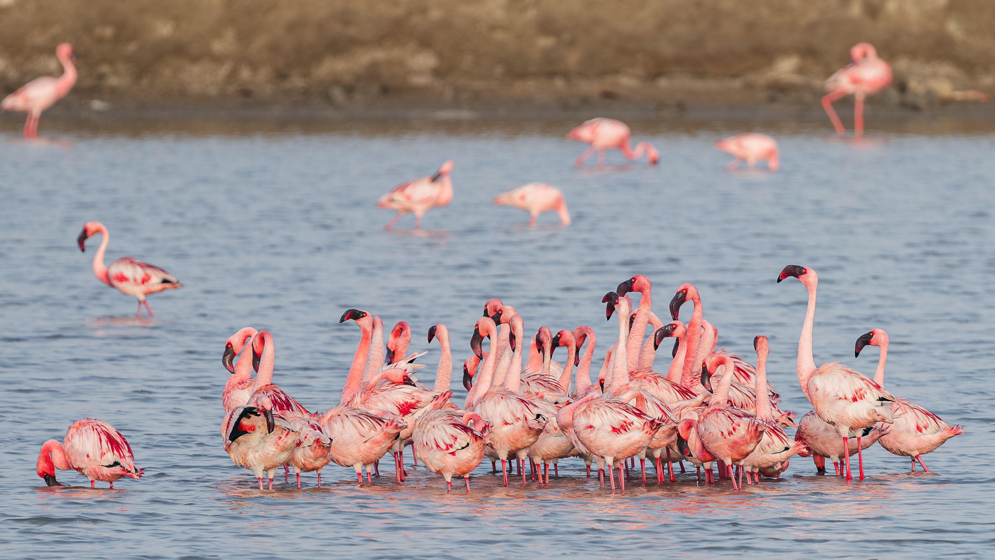 A vibrant flock of lesser flamingos in Rozibet Wetlands, Gujarat, India.