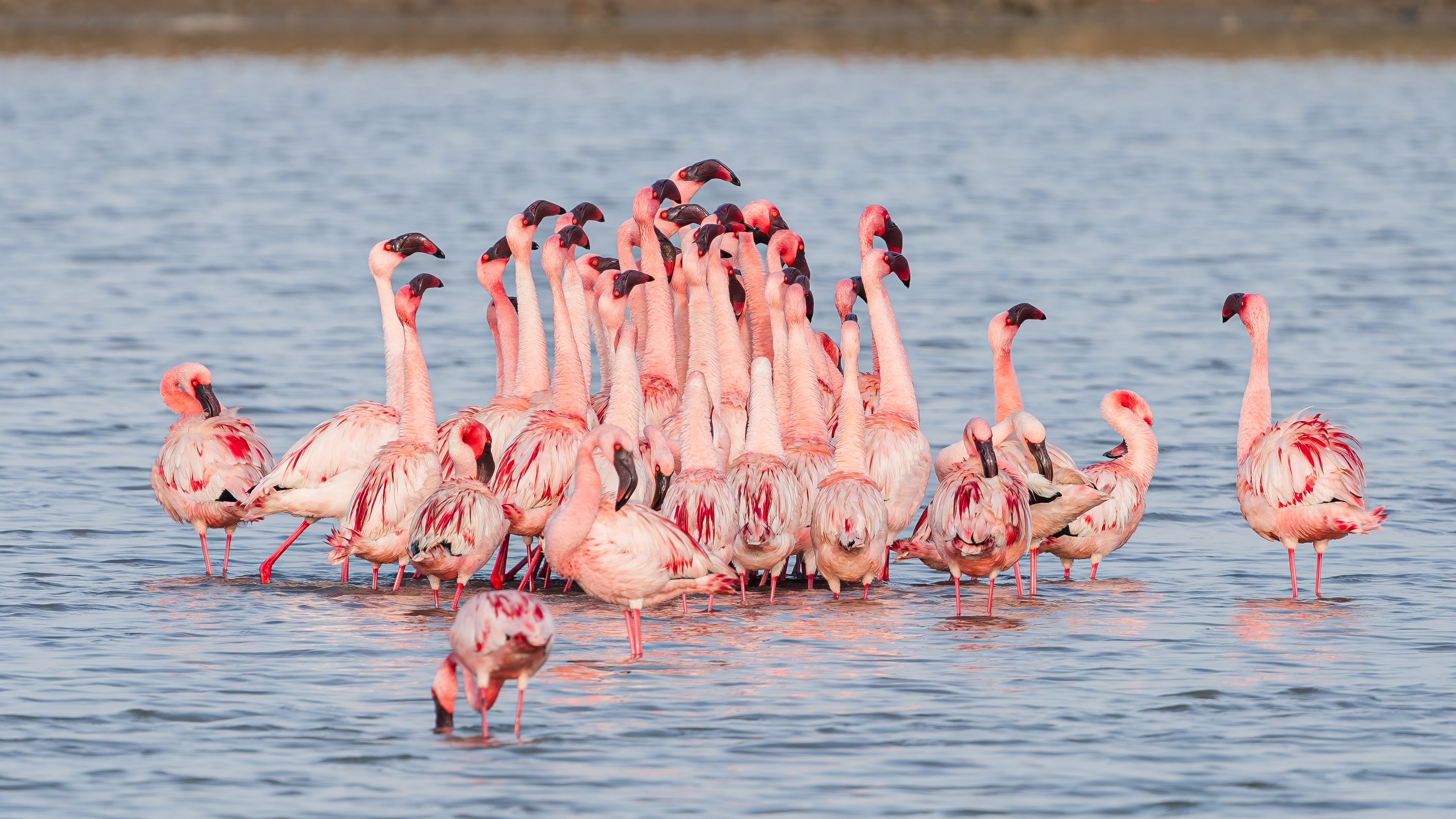 Vibrant flock of Lesser Flamingos wading in Khijadiya Wetland, Gujarat, India.