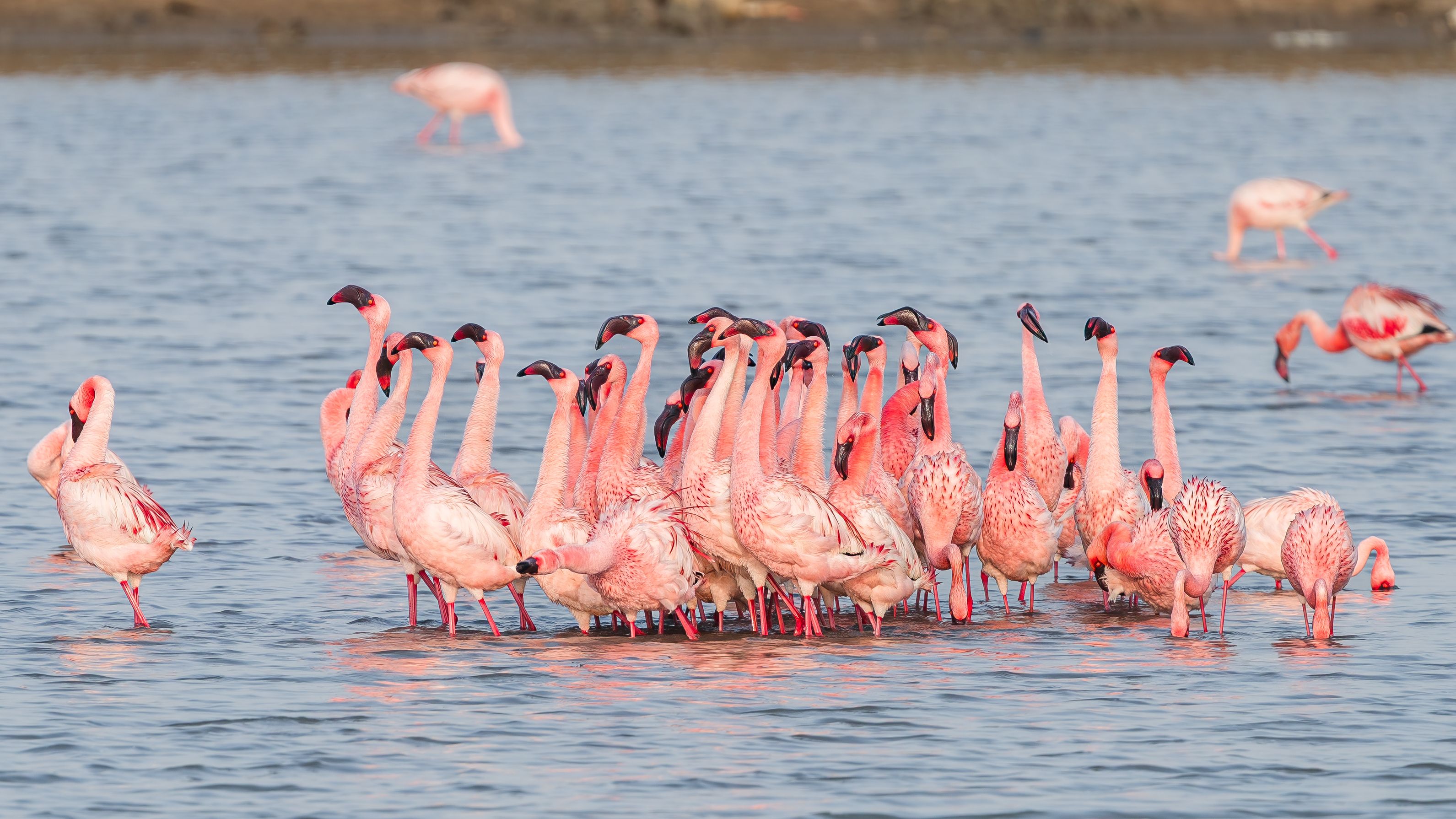 A flock of Lesser Flamingos wading in the serene waters of Rozibet, Gujarat, showcasing vivid pink plumage.