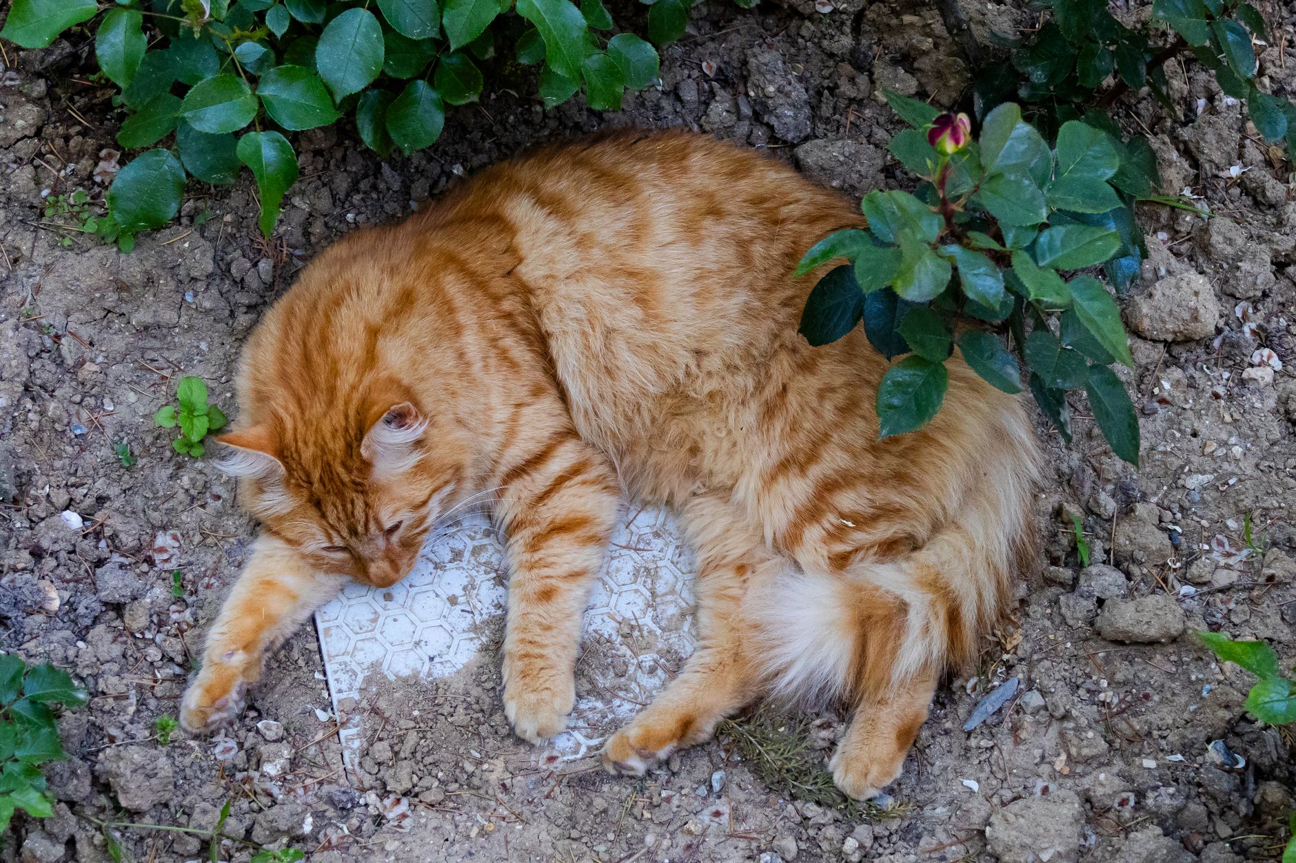 Portrait of a cat at a veterinary clinic