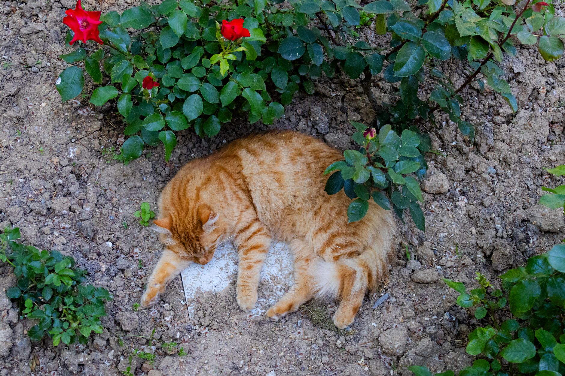 Portrait of a cat at a veterinary clinic