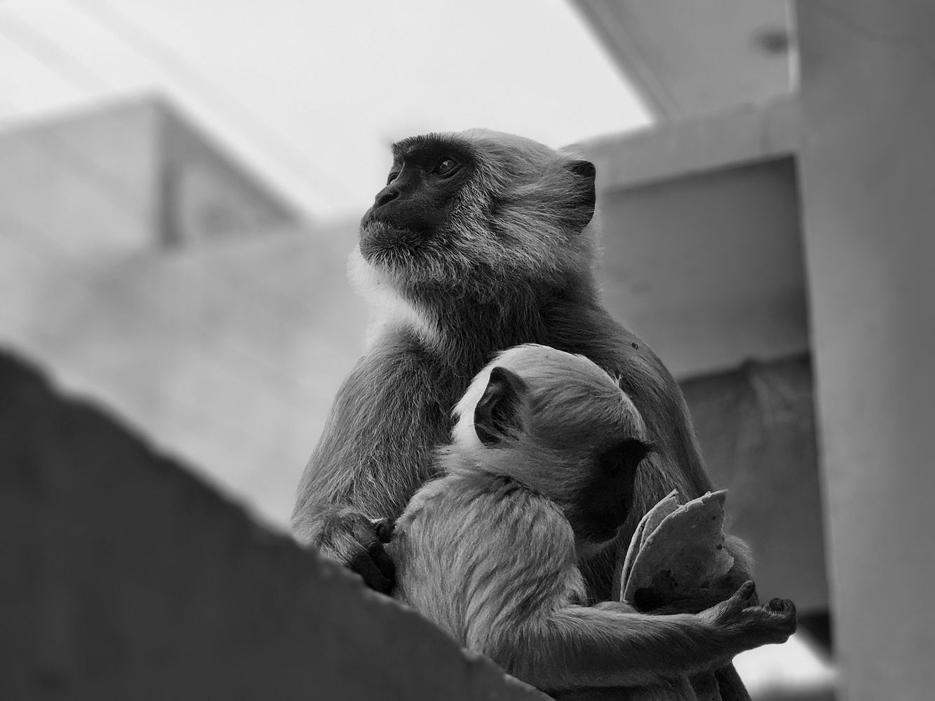 Puru Raj - Photography