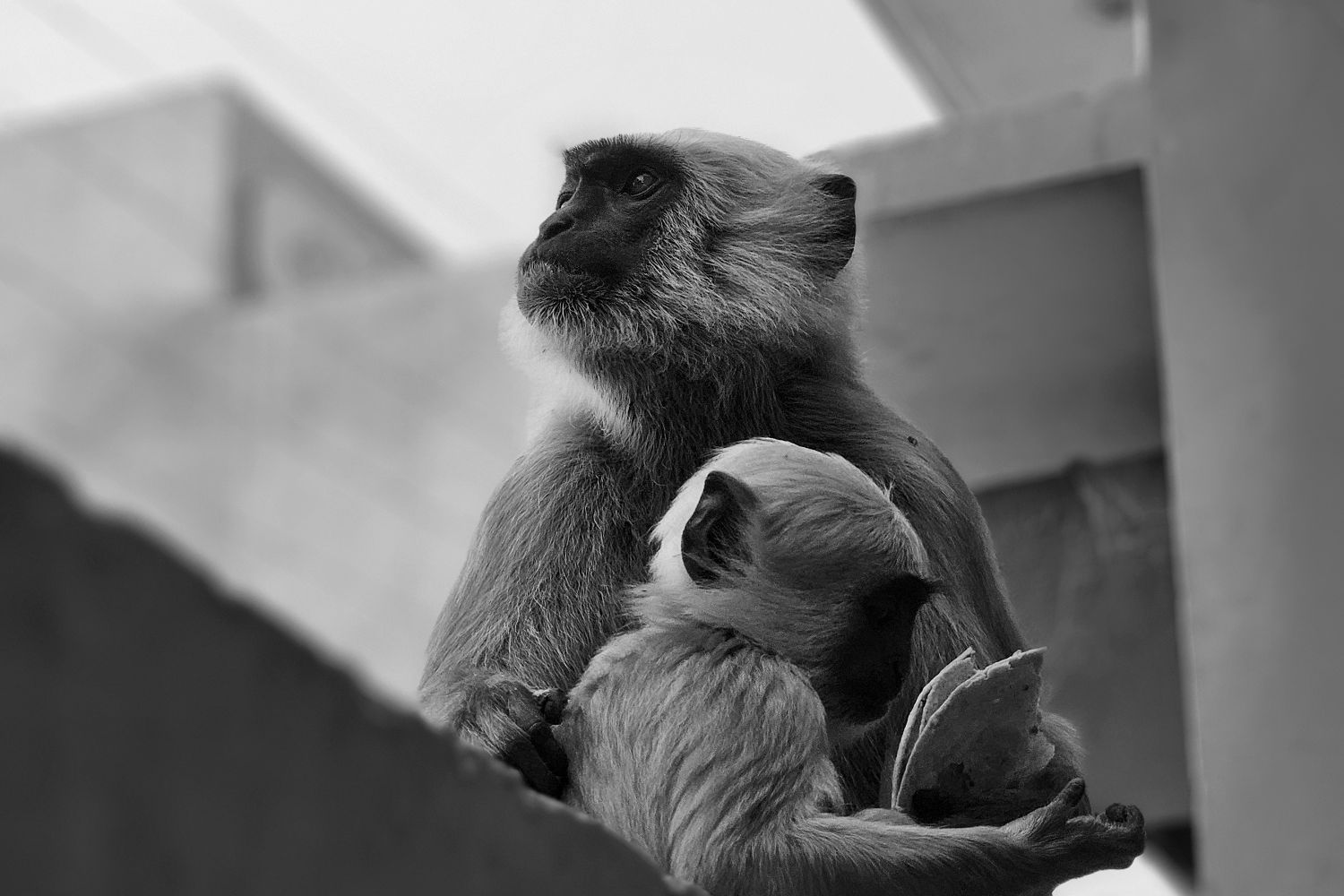Puru Raj Puru Raj - Photography