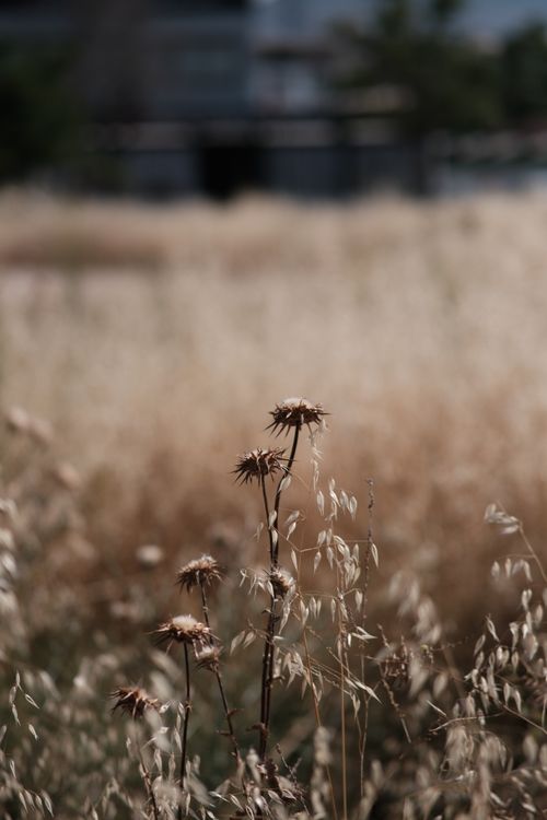 Free Close-up of dry thistle in a sunlit field in İzmir, capturing the essence of a warm, serene day. Stock Photo