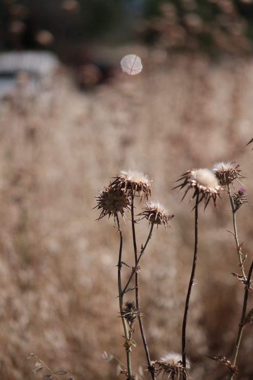 Free Close-up of dried thistles in a sunlit field in İzmir, Türkiye. Stock Photo