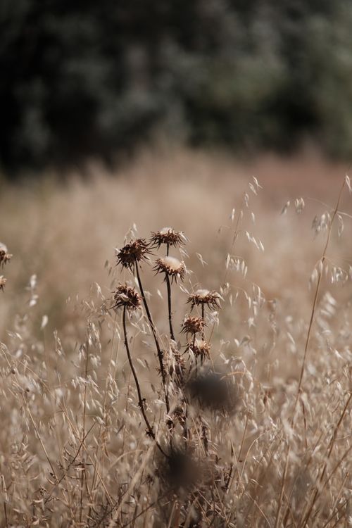 Free Close-up of dried wildflowers against a blurred summer field in İzmir, Türkiye. Stock Photo
