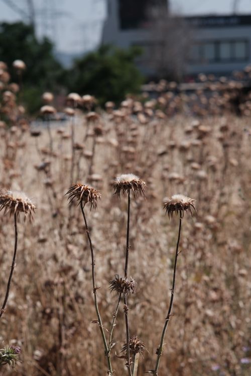 Free Dried thistle flowers stand in a sunlit field in İzmir, Türkiye, capturing late summer's essence. Stock Photo
