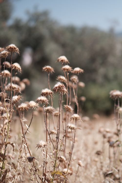 Free Dried wildflowers in a summer field in İzmir, Türkiye, creating an earthy and warm atmosphere. Stock Photo