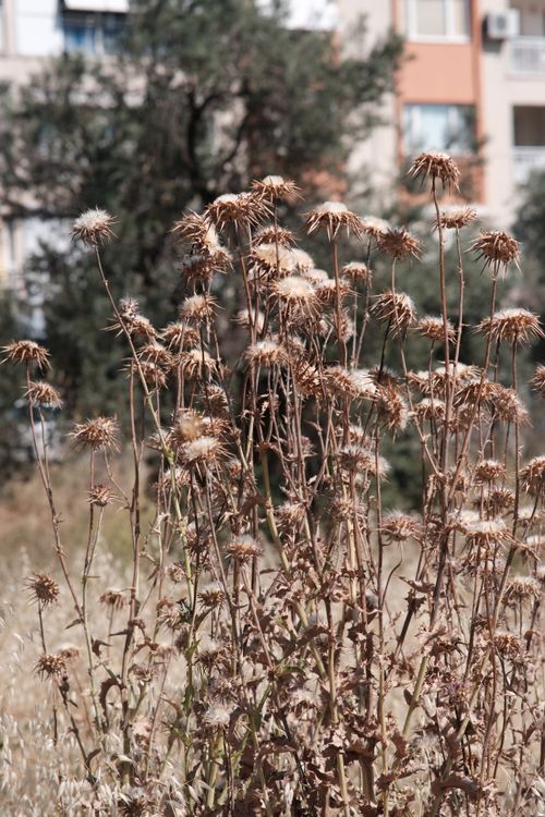 Free A cluster of dry thistle plants set against an urban backdrop in İzmir, Türkiye. Stock Photo