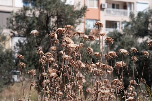 Free A cluster of dried thistles in front of residential buildings in İzmir, Türkiye. Stock Photo