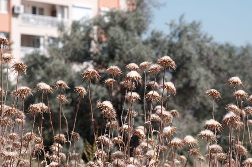 Free Dried thistles in front of urban apartment building in İzmir, Türkiye, under a clear blue sky. Stock Photo