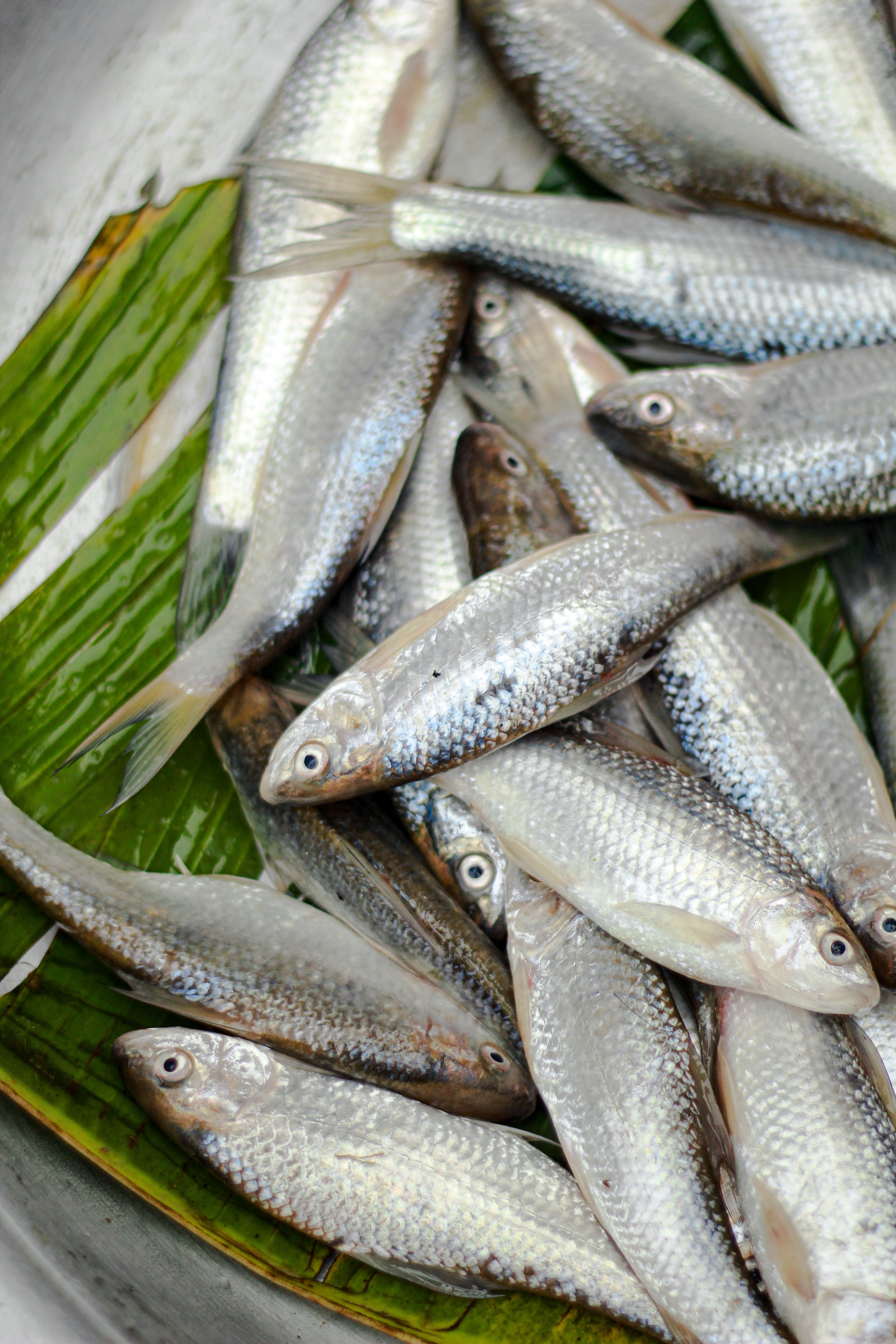 A close-up image of fresh silver fish laid on banana leaves at an outdoor market, showcasing local seafood.