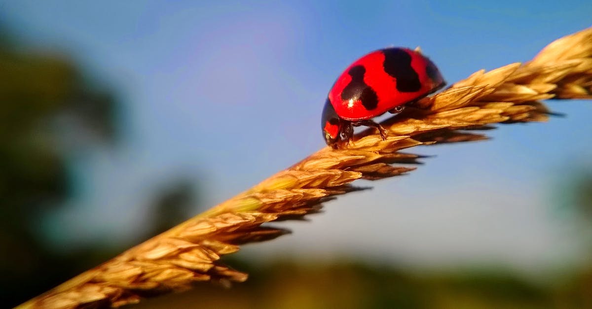 Free stock photo of insect, ladybug, nature