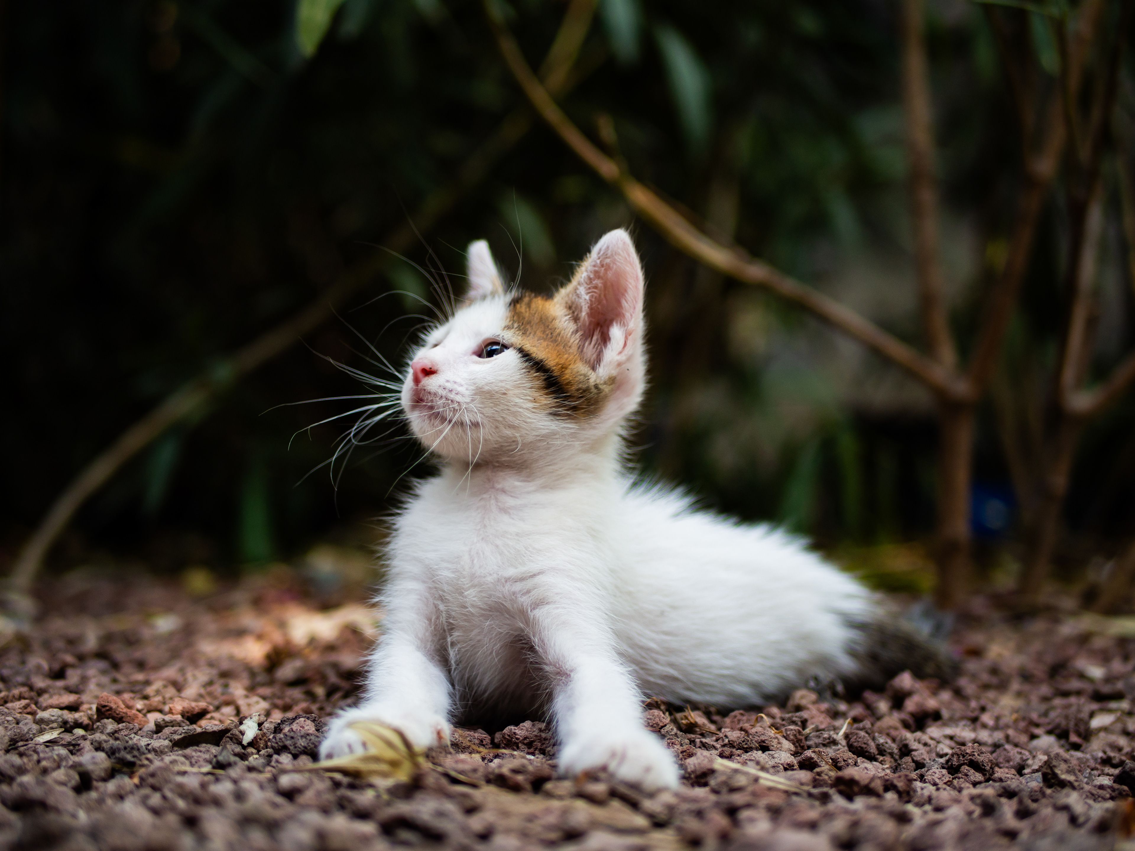 How To Introduce A Kitten To A Dog Stress-Free: The Ultimate Behavioral Guide