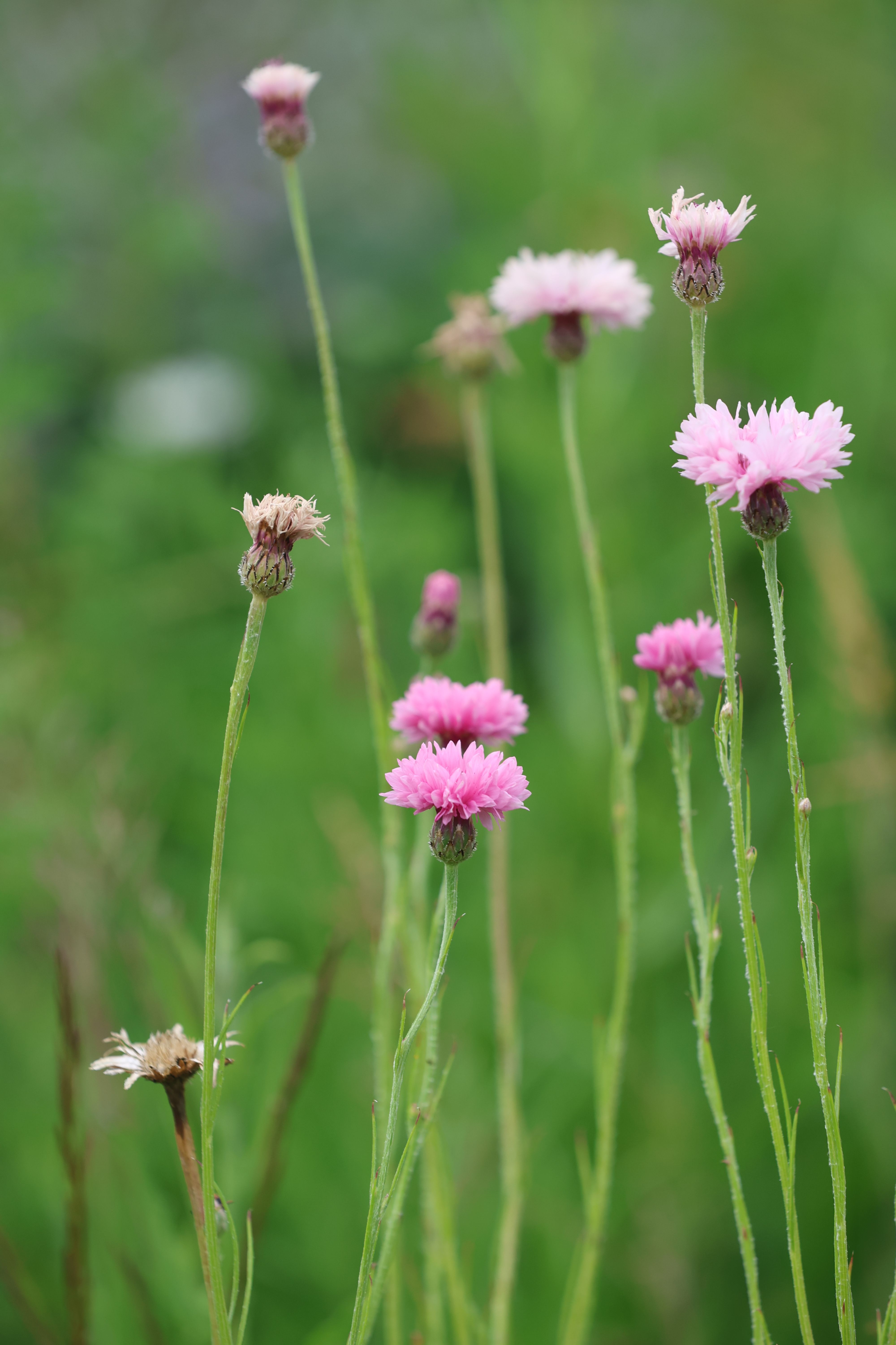 [ColoSach]-vivid-pink-cornflowers-grace-a-lush-green-meadow,-symbolizing-natural-beauty-and-vitality.