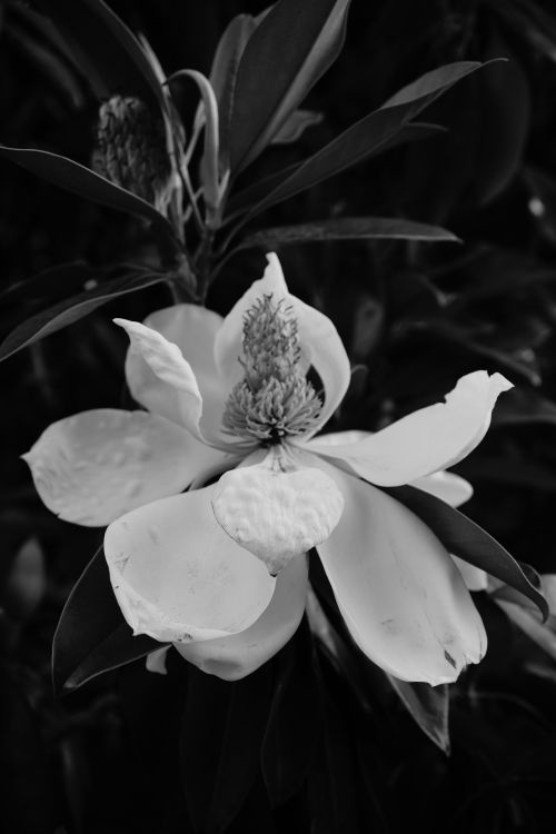 Free Detailed black and white close-up of a Magnolia blossom fully bloomed against dark foliage. Stock Photo