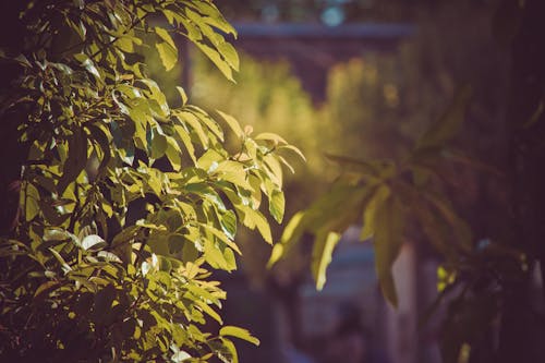 Gratis stockfoto met bladeren, bokeh, boombladeren