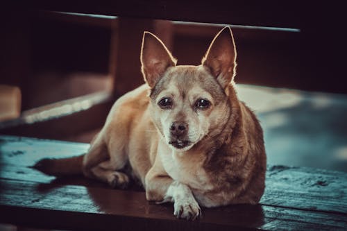 Gratis stockfoto met chihuahua, dog-fotografie, hond