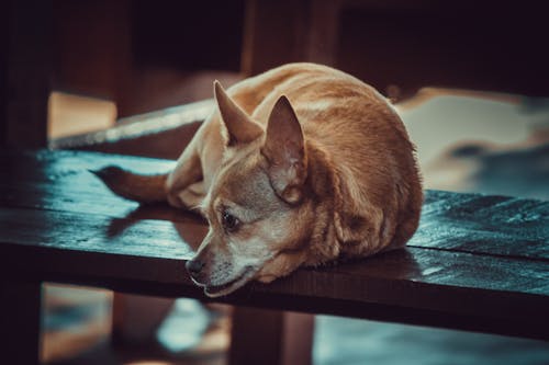 Gratis stockfoto met chihuahua, dog-fotografie, hond