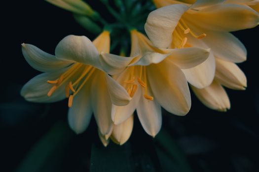 A vibrant close-up of yellow flowers highlighting their delicate petals and stamen, set against a dark background.