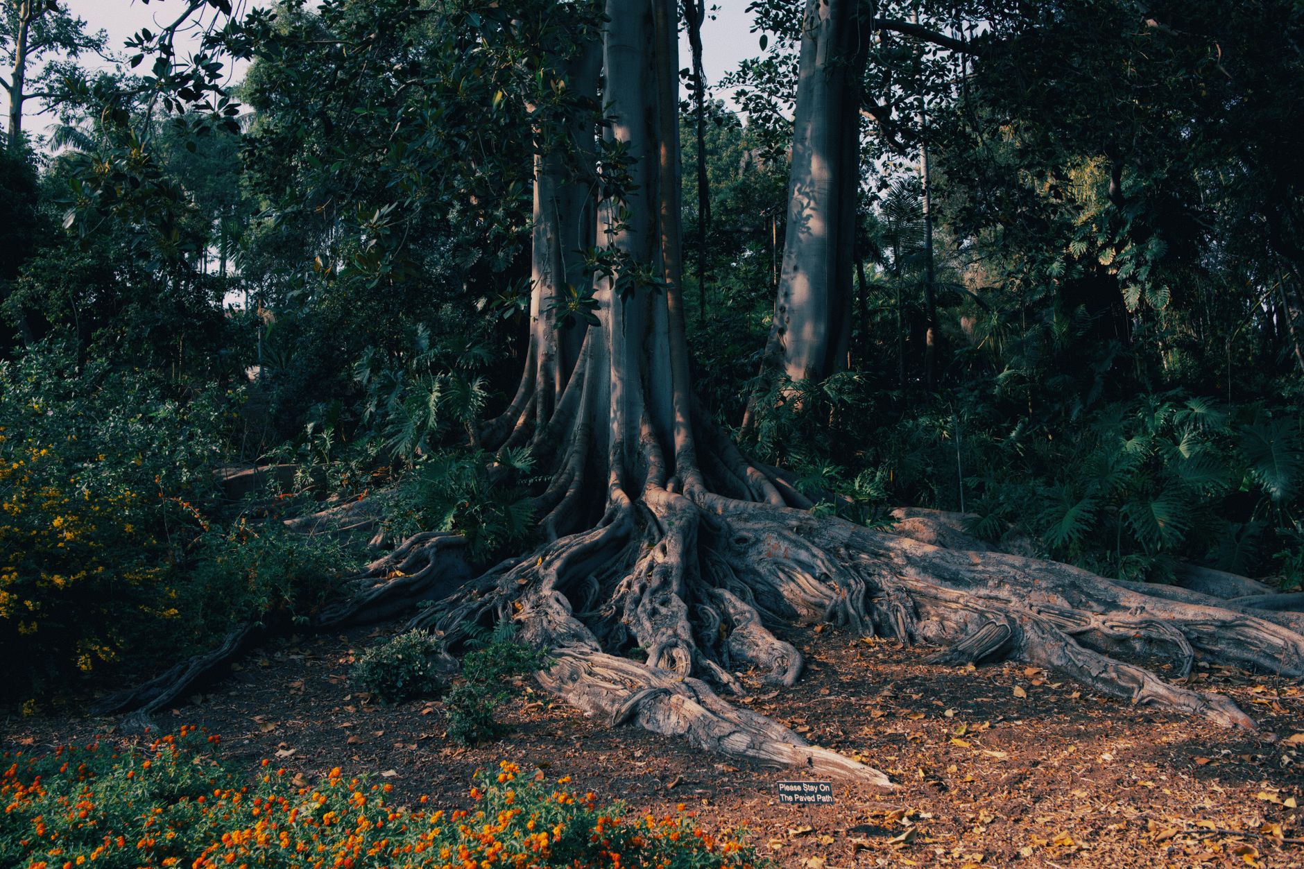 Large tree roots spreading visibly through a planted garden