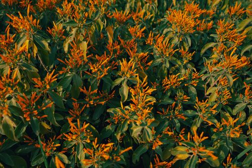 Free A lush display of vibrant orange flowers against green leaves, capturing the essence of spring in a botanical garden. Stock Photo