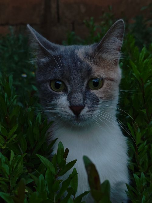 Free A serene domestic cat looks through lush green foliage in an outdoor setting. Stock Photo