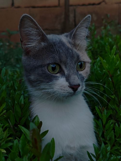 Free A captivating portrait of a cat in lush greenery, embodying tranquility and nature in Hatay, Türkiye. Stock Photo