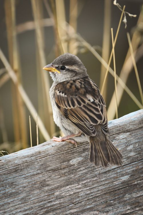 Free A detailed shot of a house sparrow perched on a weathered wooden fence outdoors. Stock Photo