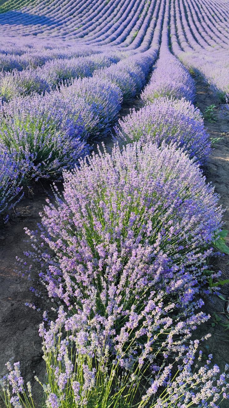 Stunning lavender field with vibrant purple flowers under a clear sky, ideal for nature themes.. pexels, stunning, lavender