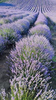 Stunning lavender field with vibrant purple flowers under a clear sky, ideal for nature themes.. pexels, stunning, lavender