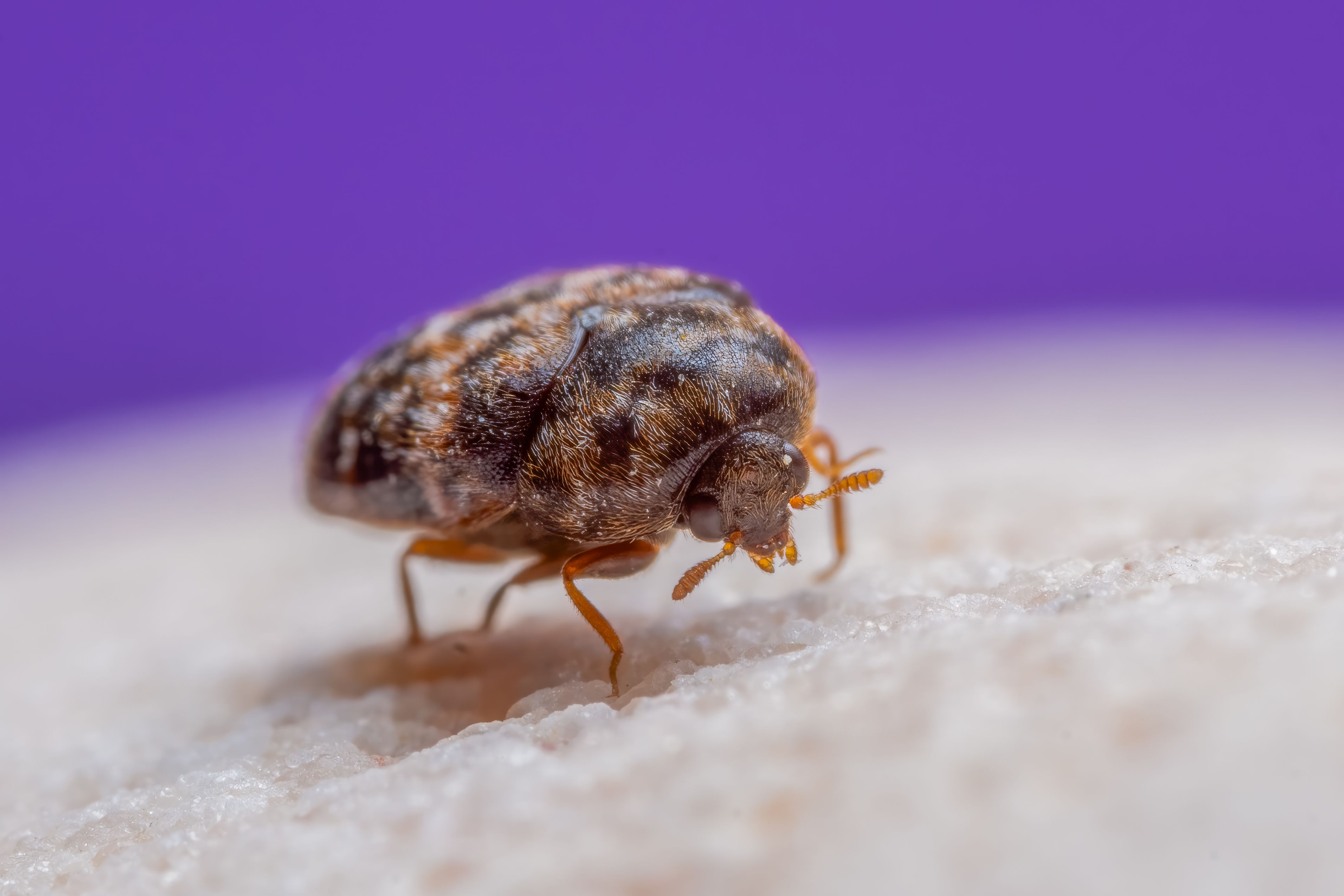 Macro shot of a carpet beetle highlighting its intricate details against a blurred purple background.