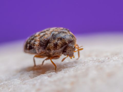 Carpet beetle, close-up