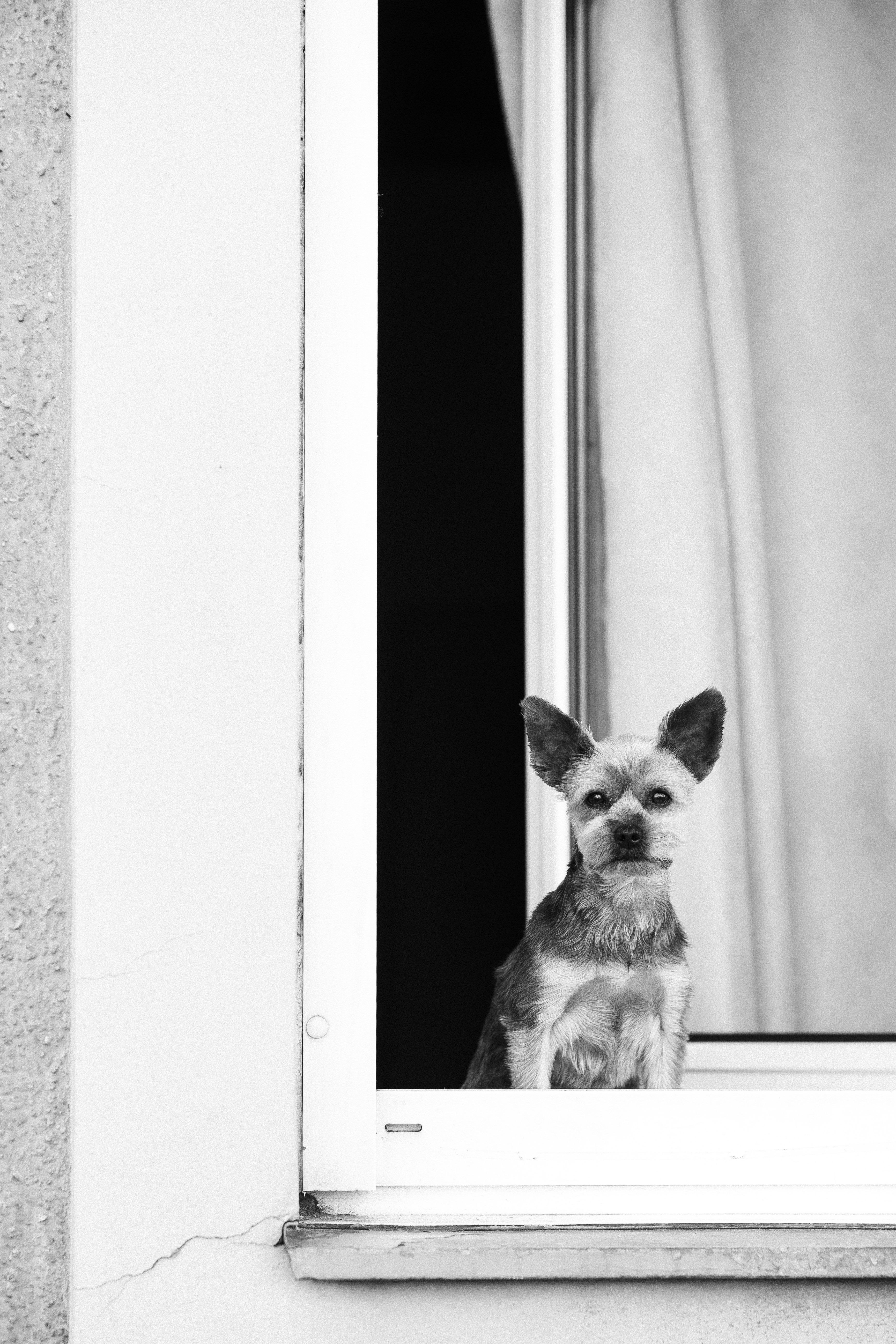 Adorable small dog peering out of a window, captured in a black and white vintage style.