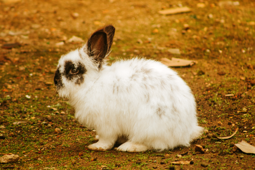 rabbit photo