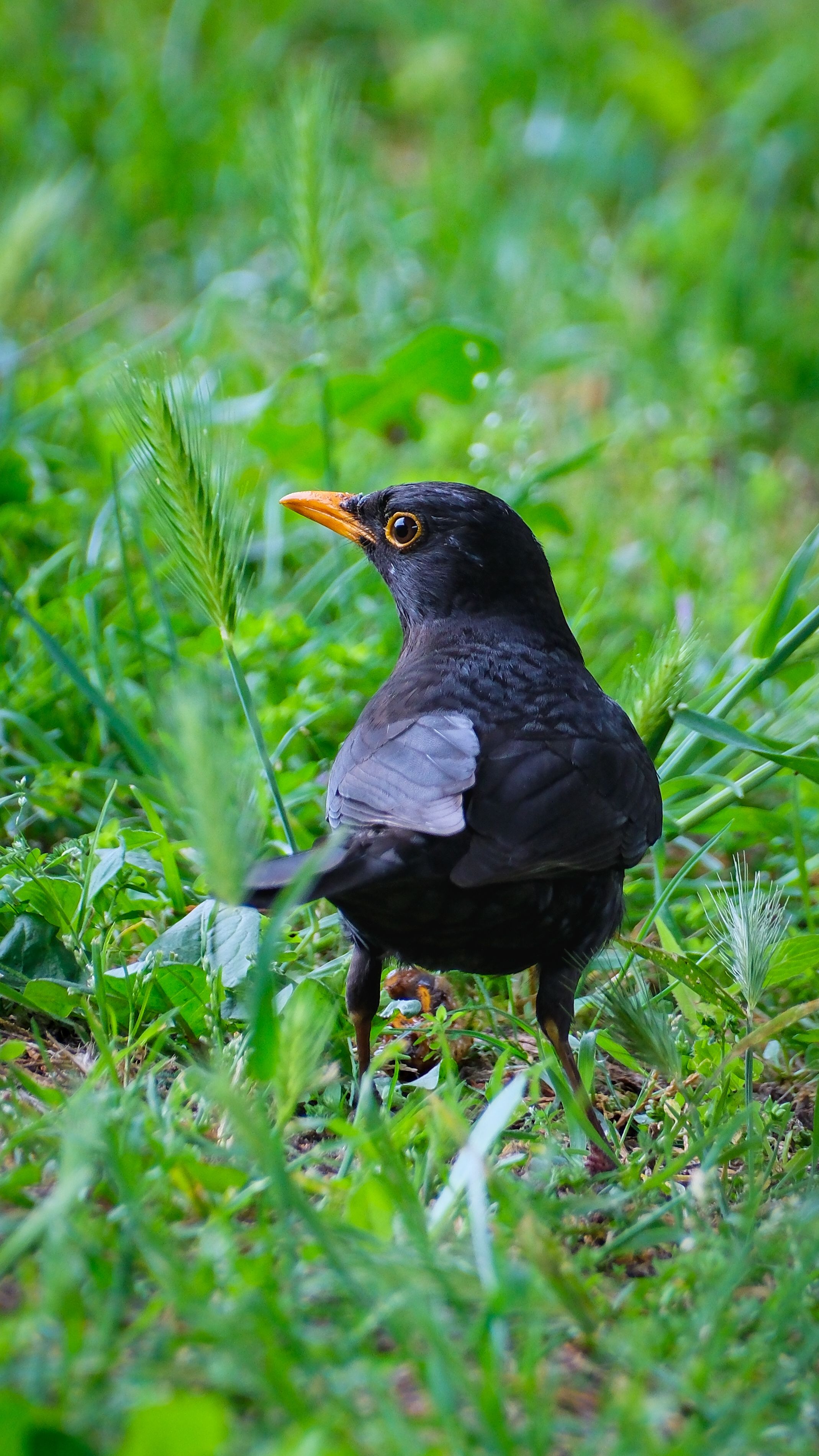 A common blackbird perches in vibrant green grass in Bursa, Türkiye.