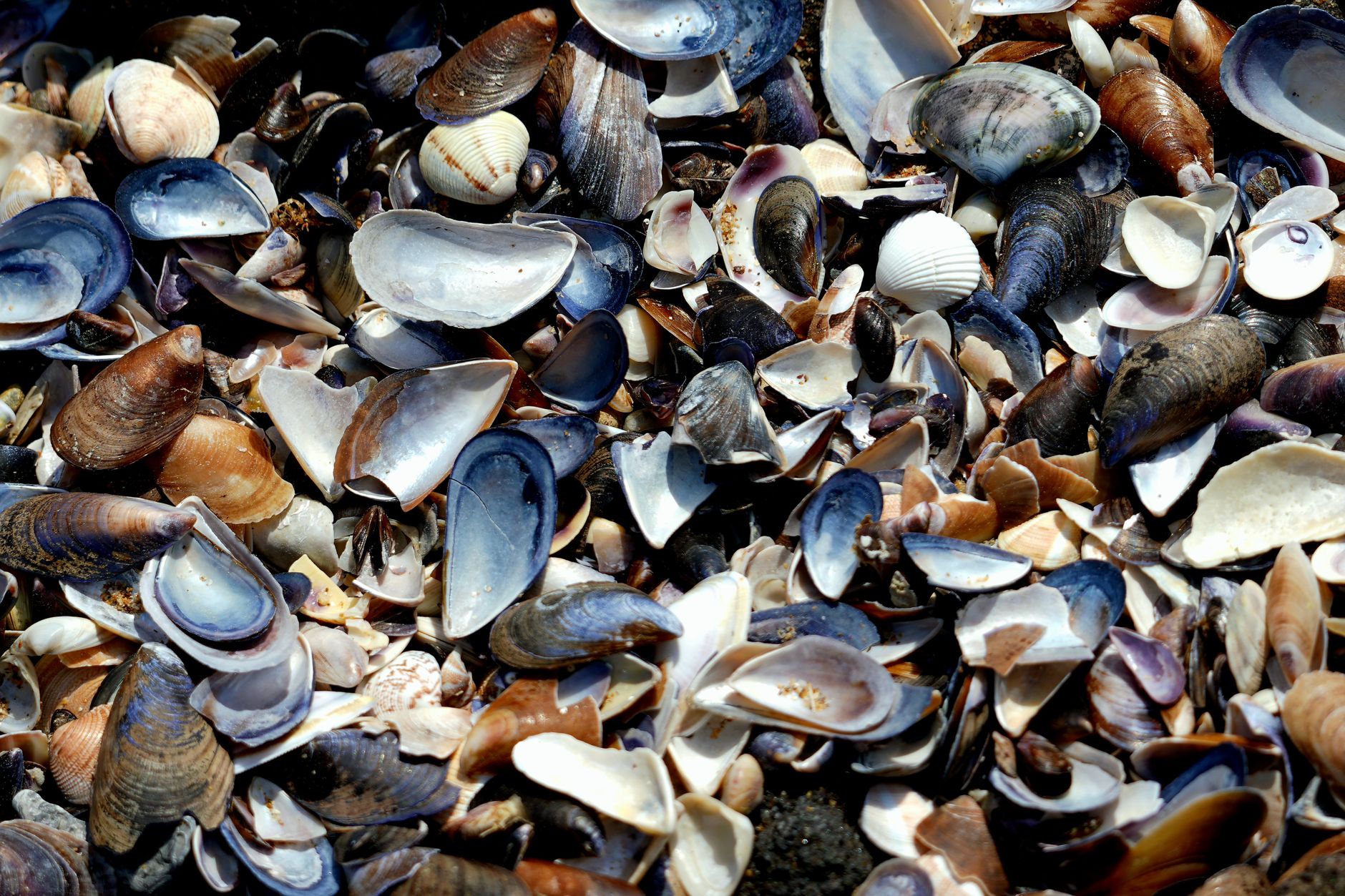 Cooked mussels and clams served in a bowl with herbs