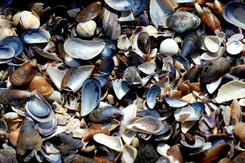 Free A vibrant collection of seashells on the beach in Riva, İstanbul, offering a glimpse of coastal beauty. Stock Photo