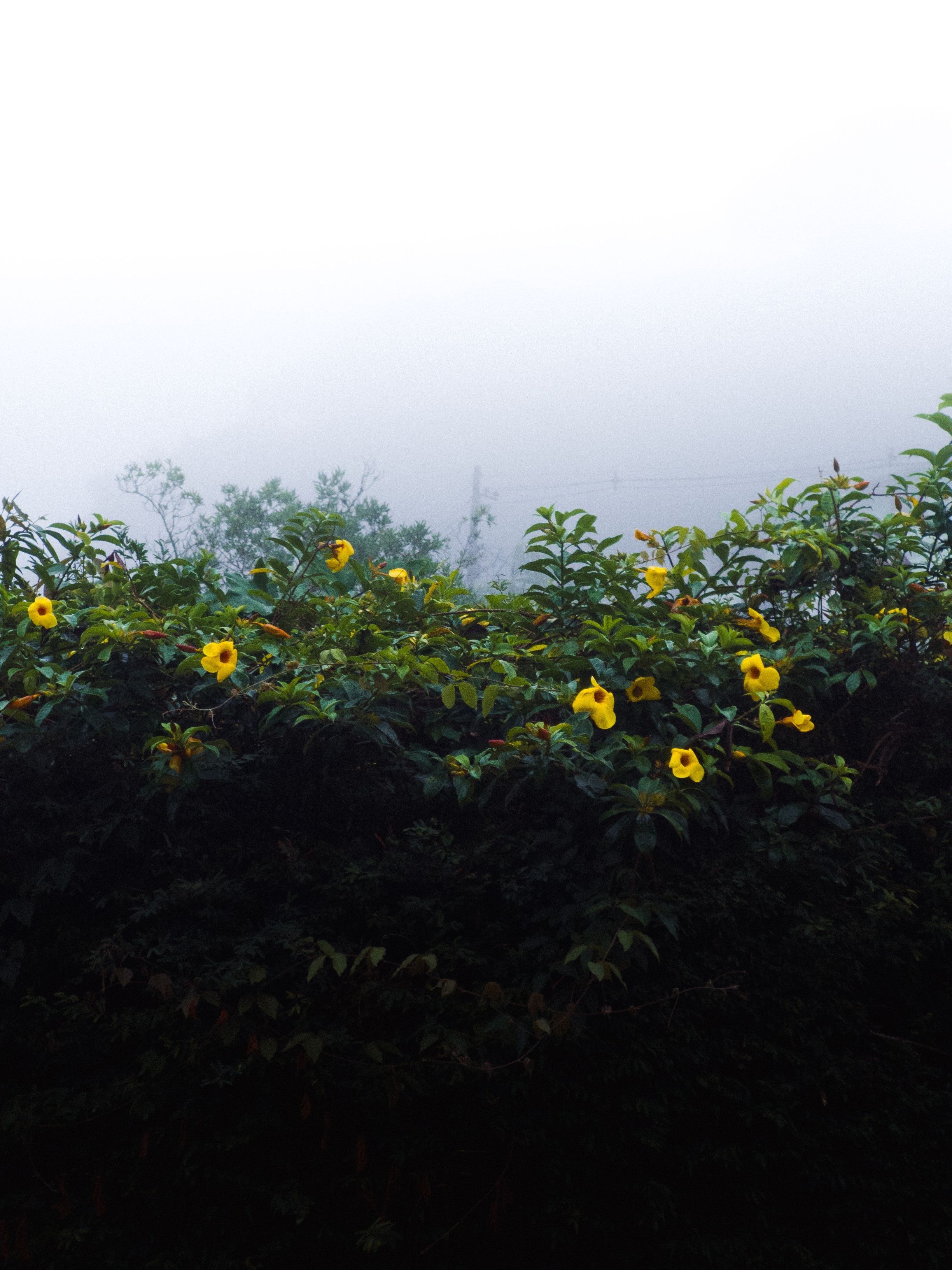 [ColoSach]-vibrant-yellow-flowers-in-dense-green-foliage-against-a-misty,-foggy-backdrop,-creating-a-serene,-natural-ambiance.